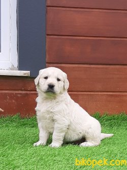 Kalite Ve Güvenin Tek Adresinden GOLDEN RETRİEVER Yavrulari 3
