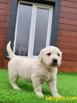 Kalite Ve Güvenin Tek Adresinden GOLDEN RETRİEVER Yavrulari 5
