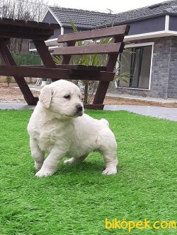 Kalite Ve Güvenin Tek Adresinden GOLDEN RETRİEVER Yavrulari 4