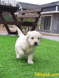 Kalite Ve Güvenin Tek Adresinden GOLDEN RETRİEVER Yavrulari 5