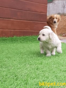 Kalite Ve Güvenin Tek Adresinden GOLDEN RETRİEVER Yavrulari 2