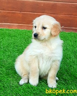 Kalite Ve Güvenin Tek Adresinden GOLDEN RETRİEVER Yavrulari 4