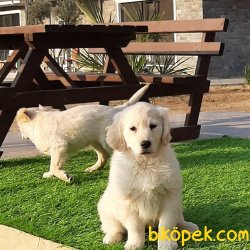 Kalite Ve Güvenin Tek Adresinden GOLDEN RETRİEVER Yavrulari 1