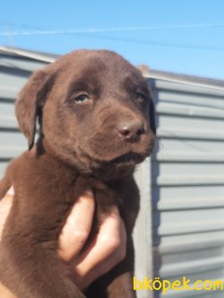 Kalite Ve Güvenin Tek Adresinden Labrador Retriever Yavrulari 3