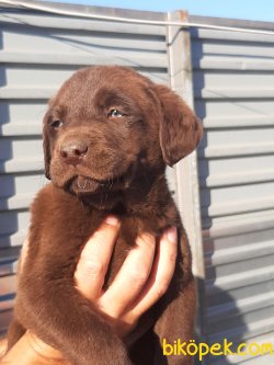 Kalite Ve Güvenin Tek Adresinden Labrador Retriever Yavrulari 5