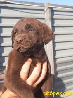 Kalite Ve Güvenin Tek Adresinden Labrador Retriever Yavrulari 4