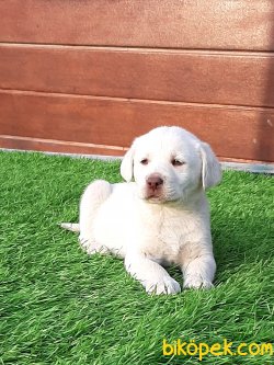 Kalite Ve Güvenin Tek Adresinden LABRADOR  RETRİEVER Yavrulari 1