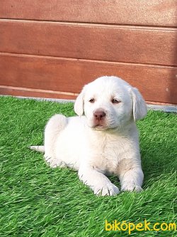 Kalite Ve Güvenin Tek Adresinden LABRADOR  RETRİEVER Yavrulari 3