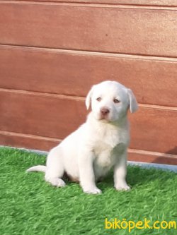 Kalite Ve Güvenin Tek Adresinden LABRADOR  RETRİEVER Yavrulari 2