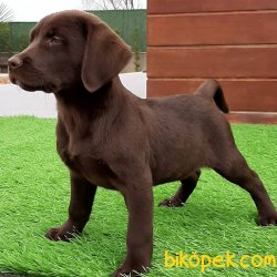 Kalite Ve Güvenin Tek Adresinden LABRADOR RETRIEVER  Yavrulari 2