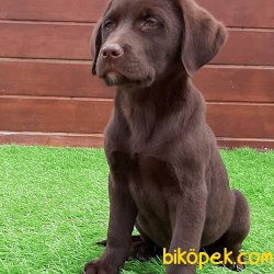 Kalite Ve Güvenin Tek Adresinden LABRADOR RETRIEVER  Yavrulari 4