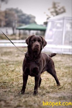 Kalite Ve Güvenin Tek Adresinden LABRADOR RETRIEVER  Yavrulari 5