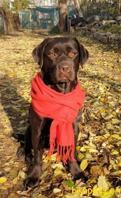 Kalite Ve Güvenin Tek Adresinden LABRADOR RETRIEVER  Yavrulari 1
