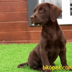 Kalite Ve Güvenin Tek Adresinden LABRADOR RETRIEVER  Yavrulari 3