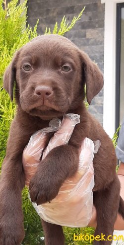 Kalite Ve Güvenin Tek Adresinden LABRADOR RETRİEVER Yavrulari 4