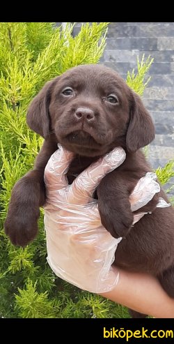 Kalite Ve Güvenin Tek Adresinden LABRADOR RETRİEVER Yavrulari 1