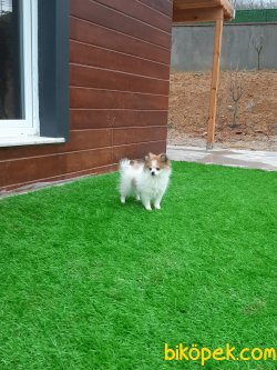Kalite Ve Güvenin Tek Adresinden POMERANİAN  Yavrulari 5