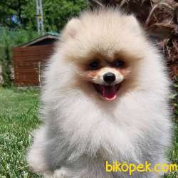 Kalite Ve Güvenin Tek Adresinden POMERANIAN Yavrulari 5