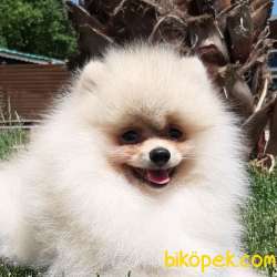 Kalite Ve Güvenin Tek Adresinden POMERANIAN Yavrulari 1