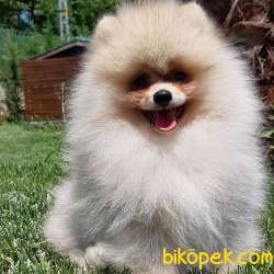 Kalite Ve Güvenin Tek Adresinden POMERANIAN Yavrulari 4