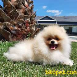 Kalite Ve Güvenin Tek Adresinden POMERANIAN Yavrulari 2