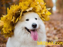 Kalite Ve Güvenin Tek Adresinden SAMOYED Yavrulari 2