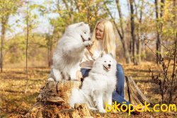 Kalite Ve Güvenin Tek Adresinden SAMOYED Yavrulari 3