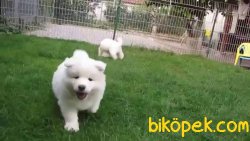 Kalite Ve Güvenin Tek Adresinden SAMOYED Yavrulari 4