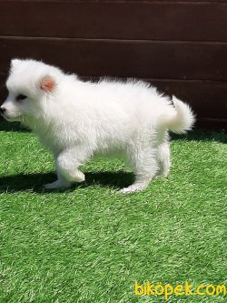 Kalite Ve Güvenin Tek Adresinden SAMOYED  Yavrulari 2