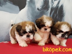 Kalite Ve Güvenin Tek Adresinden SHIH TZU Yavrulari 4