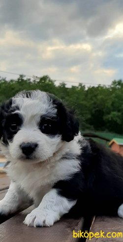 Kalite Ve Güvenin Tek Adresinden TERRIER  Yavrulari 3