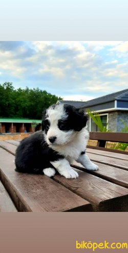 Kalite Ve Güvenin Tek Adresinden TERRIER  Yavrulari 1