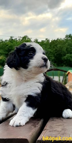 Kalite Ve Güvenin Tek Adresinden TERRIER  Yavrulari 5