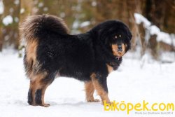 Kalite Ve Güvenin Tek Adresinden TIBET MASTIFF  Yavrulari 4