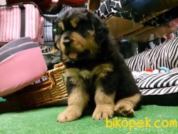 Kalite Ve Güvenin Tek Adresinden TIBET MASTIFF  Yavrulari 3
