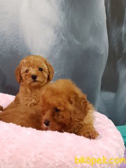 Kalite Ve Güvenin Tek Adresinden TOY POODLE   Yavrulari 4