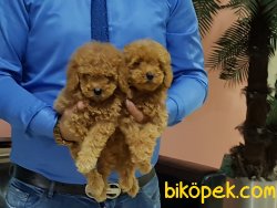 Kalite Ve Güvenin Tek Adresinden Toy Poodle Yavrulari 1