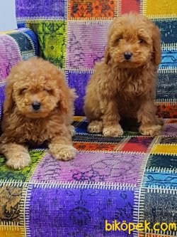 Kalite Ve Güvenin Tek Adresinden Toy Poodle Yavrulari 4
