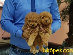 Kalite Ve Güvenin Tek Adresinden Toy Poodle Yavrulari 3