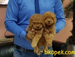 Kalite Ve Güvenin Tek Adresinden Toy Poodle Yavrulari 2