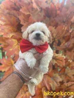 KALİTELİ 1.SIINIF MALTİPOO YAVRULARIMIZ 3