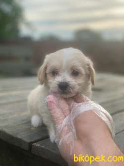 KALİTELİ 1.SIINIF MALTİPOO YAVRULARIMIZ 2