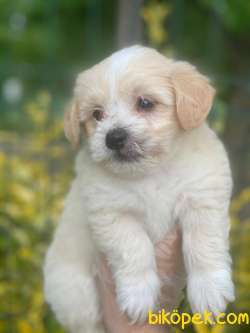 KALİTELİ 1.SIINIF MALTİPOO YAVRULARIMIZ 1