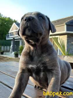 KALITELI BLUE CHOW CHOW YAVRULARIMIZ 3