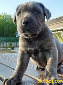 KALITELI BLUE CHOW CHOW YAVRULARIMIZ 4