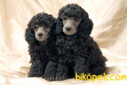 MUHTEŞEM RENK POODLE YAVRULARIMIZ 1