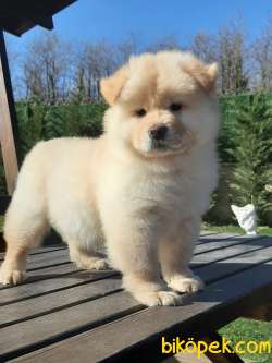 Kalıtelı Chow Chow Yavruları 1