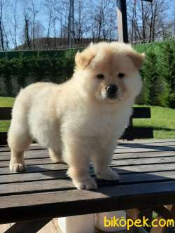 Kalıtelı Chow Chow Yavruları 3