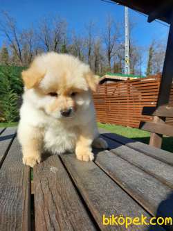 Kalıtelı Chow Chow Yavruları 4