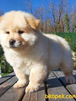 Kalıtelı Chow Chow Yavruları 2